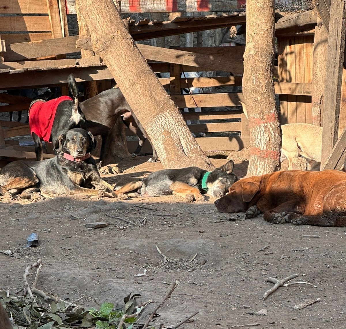 Grupo de perros descansando en guardería canina Eden Perruno en GBA Sur ambiente tranquilo y seguro