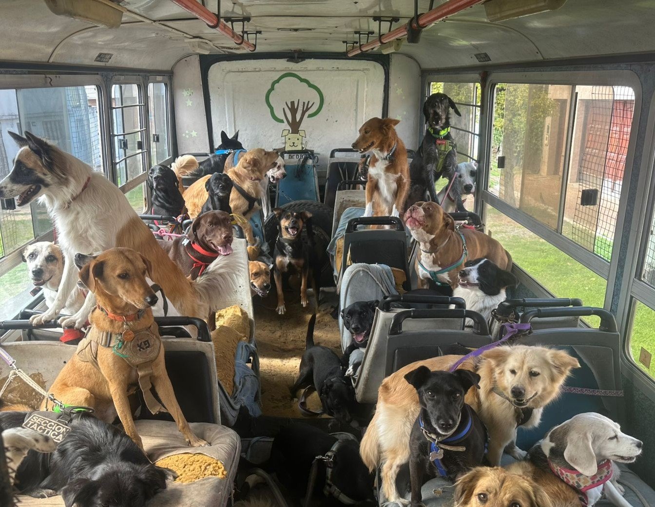 Perros compartiendo jornada en escuelita canina en GBA Sur Eden Perruno
